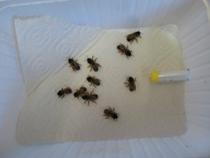 Application of 1-µL drops to the bees (photo by C. Brühl)