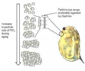 Particle uptake by daphnids (image by F. Seitz)