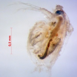Daphnia with nanoparticles on surface (photo by R. Rosenfeldt)