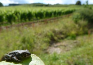 Juvenile European green toad in a vineyard in Palatinate (photo by C. Brühl)