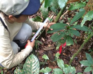 Measuring Amazon nut plants (photo by Daniel Campos)