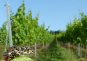 Juvenile European green toad (Bufo viridis) are present in vineyards in Rhineland-Palatinate (photo by C. Brühl) - see 15.