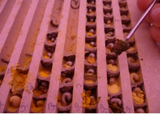 Pollen-filled brood chamber of Osmia bicornis with larvae (photo by C. Wollmann).