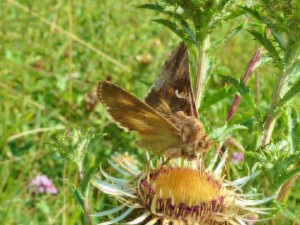 The Silver Y (Autographa gamma) is one of the rarer diurnal moths that can be observed in the agricultural landscape visiting many different flowers (photo by C. Brühl).