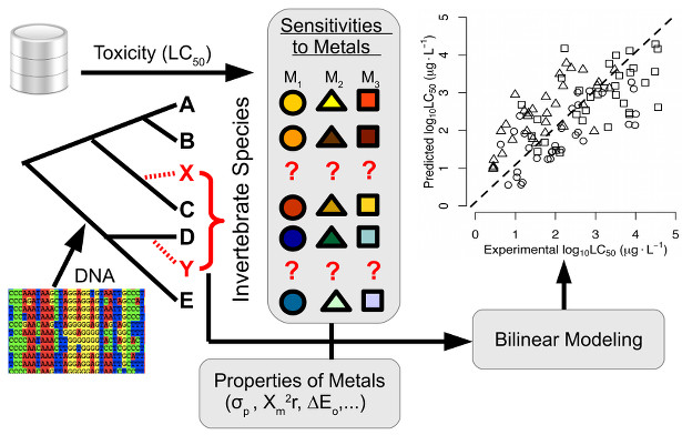 Illustration of the predictions of a bilinear model. The workflow starts with (i) DNA alignment and construction of the phylogenetic tree, (ii) collection of the toxicity data, and (iii) collection of properties of metals. From these three datasets, bilinear models are developed and validated enabling the prediction of untested toxicity of species x and y (see tree).