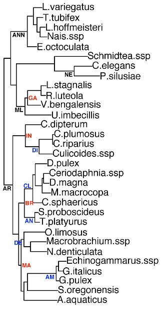 The complete phylogenetic tree as shown in the paper. The main divisions are: (1) phylum: AR=Arthropoda, NE=Nematoda, ANN=Annelida, ML=Mollusca; (2) class: BR=Branchiopoda, MA=Malacostraca, IN=Insecta, GA=Gastropoda; and (3) order; AM=Amphipoda, DE=Decapoda, AN=Anostraca, CL=Cladocera, DI=Diptera.