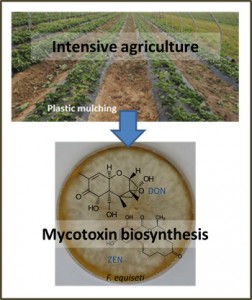 Mycotoxin_biosynthesis