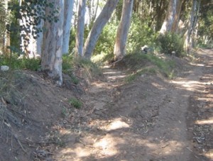 Erosion running to the left of a road adjacent to an orchard area (photo by J. Dabrowski)
