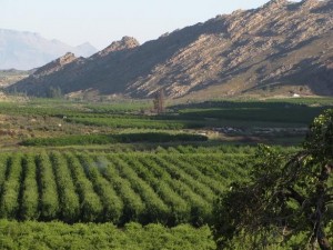 Typical agricultural orchard area in the Western Cape of South Africa (photo by J. Dabrowski)