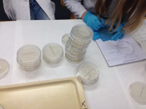 Preparation of agar plates (photo by P. Baudy)