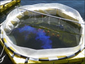 Dosing of silver nanoparticles to a lake mesocosm (photo by C. Metcalfe) 