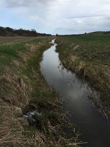 A stream section surrounded by agriculture in southern Sweden (photo by: A. Feckler)