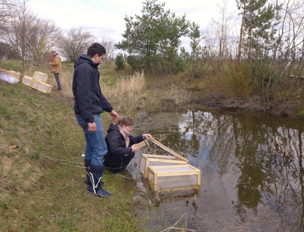 Elena setting up test cages for a field experiment in a breeding pond in the vine growing area around Landau (photo by C. Brühl)