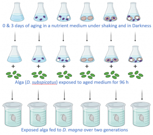 Multigenerational dietary exposure study design 