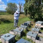 In the field handling bees