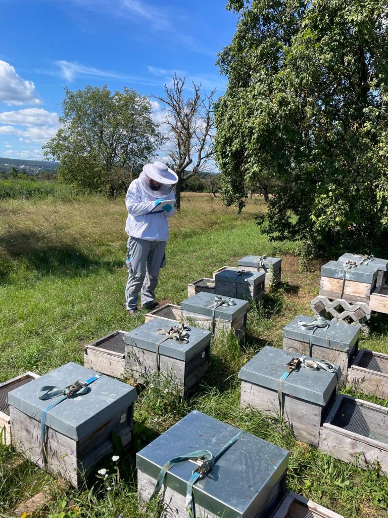 In the field handling bees