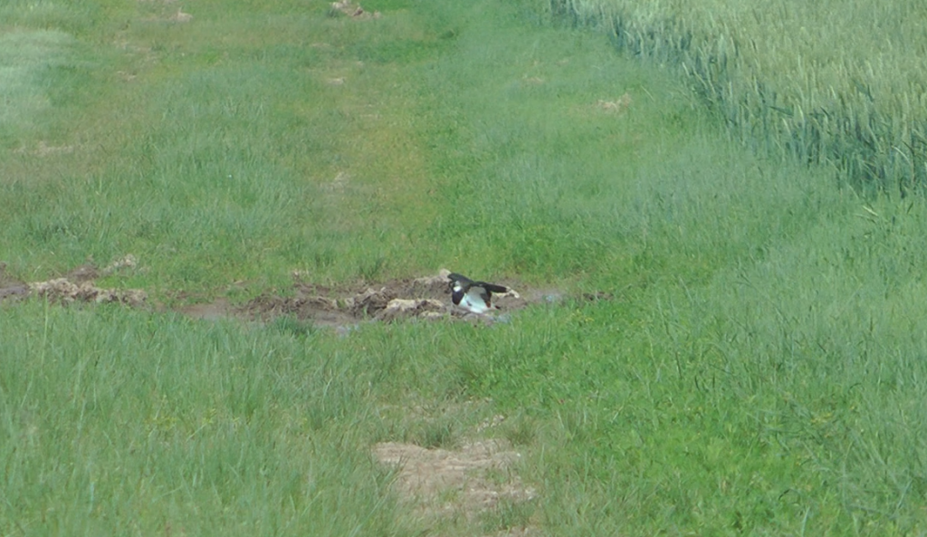 Adult Lapwing in a muddy field margin