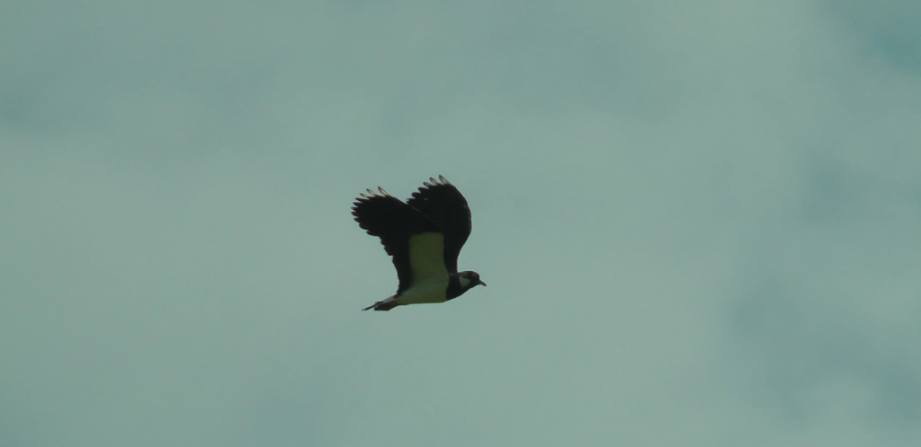 Adult Lapwing in flight