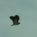 Adult Lapwing in flight