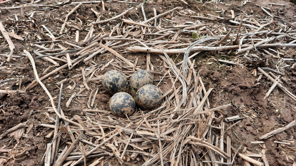 Lapwing clutch on a field