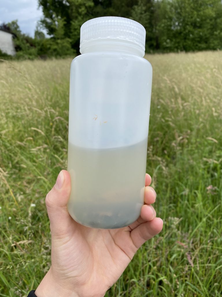 Bottle filled with the catchment of a malaise trap