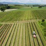 Aerial photo. Pesticide application in vineyards. Photo: Carsten A. Brühl