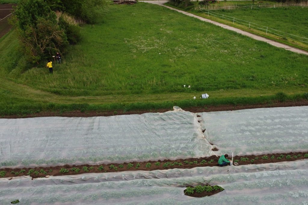 Aerial photo. The research team takes samples in vegetable farming. Photo: Carsten A. Brühl