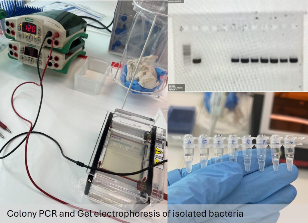 Colony PCR and gel electrophoresis of isolated bacteria