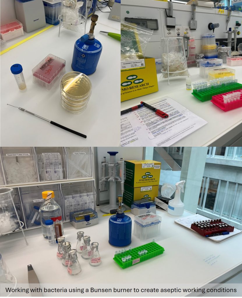 Working with bacteria using a Bunsen burner to create aseptic working conditions